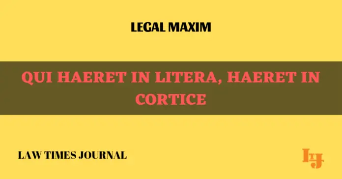 Qui haeret in litera, haeret in cortice